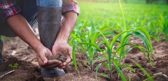 CPLA – Crystallized Polylactic Acid Image